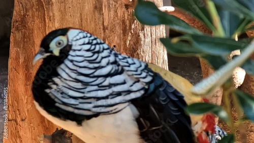 Colorful Lady Amherst's pheasant, close up view photo