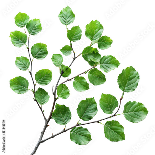  Curry leaves isolated on transparent background.png