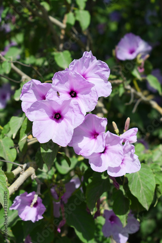 Ipomoea carnea, Ipomoea carnea, the pink morning glory is a species of morning glory that grows as a bush, A close view of Ipomoea carnea flower in nature, Chakwal, Punjab, Pakistan