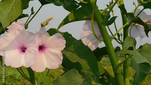 Ipomoea carnea flowers on the field.some beautiful flower with leaf. White flower for lilly plant.in indonesia often call it trumpet flower whereas in english call it Beach moonflower.