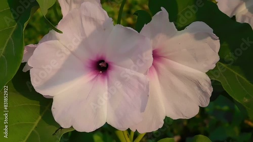 Ipomoea carnea flowers on the field.some beautiful flower with leaf. White flower for lilly plant.in indonesia often call it trumpet flower whereas in english call it Beach moonflower.