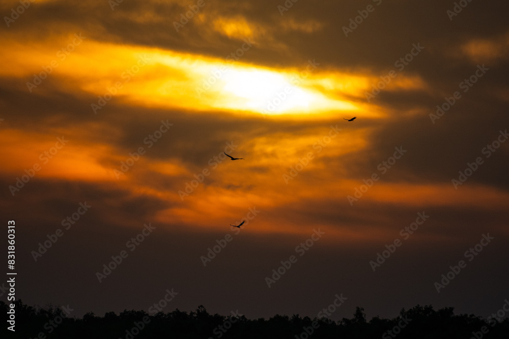 Sunset Fire Birds Sunset Fire Birds
