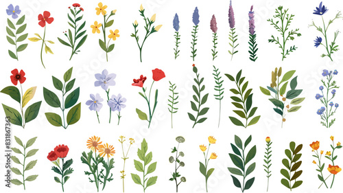 Collection of watercolor wild flowers and leaves with grass. Botanical garden elements set. Watercolor floral vector isolated eps illustration. 