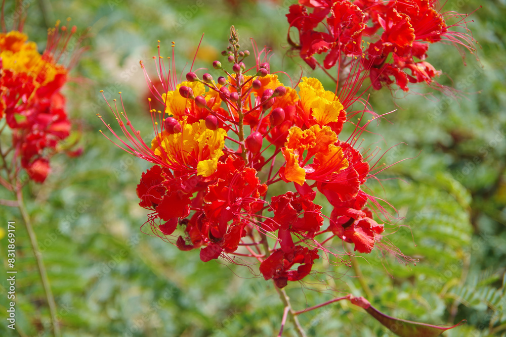 Caesalpinia pulcherrima Pride of Barbados red yellow Desert Mexican