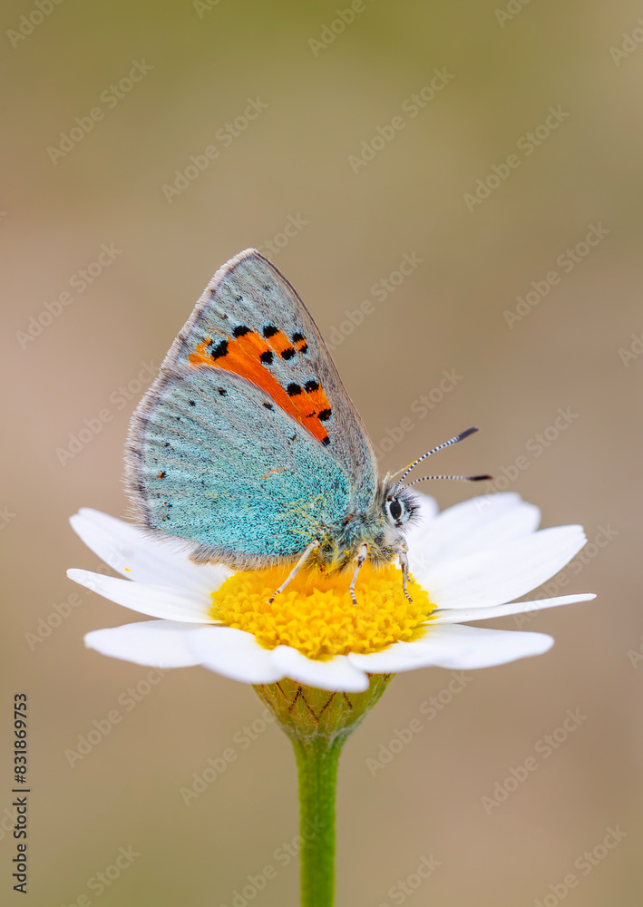 tiny blue butterfly on daisy, Romanoff's Tomares, Tomares romanovi tiny blue butterfly on daisy, Romanoff's Tomares, Tomares romanovi