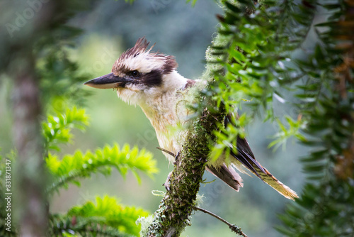 Laughing Kookaburra perched in a bunya tree at Bunya Mountains National Park