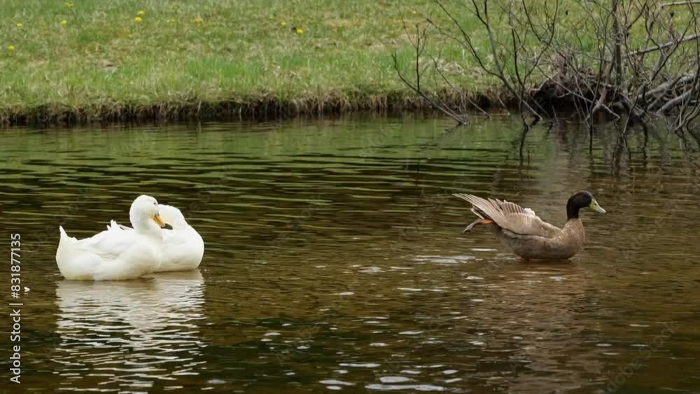 Brown Duck Preens Itself and Stretches Its Leg in Water While White Ducks Preen Nearby in Pond Brown Duck Preens Itself and Stretches Its Leg in Water While White Ducks Preen Nearby in Pond