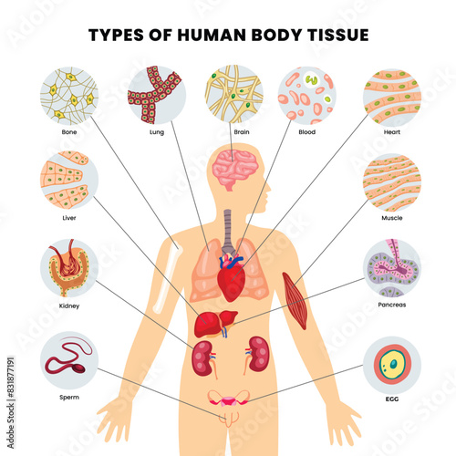 Types of human body tissues vector illustration. Labeled inner human organ structure scheme. Scientific and educational diagram with muscle, epithelial, nerve and connective anatomical fiber parts.