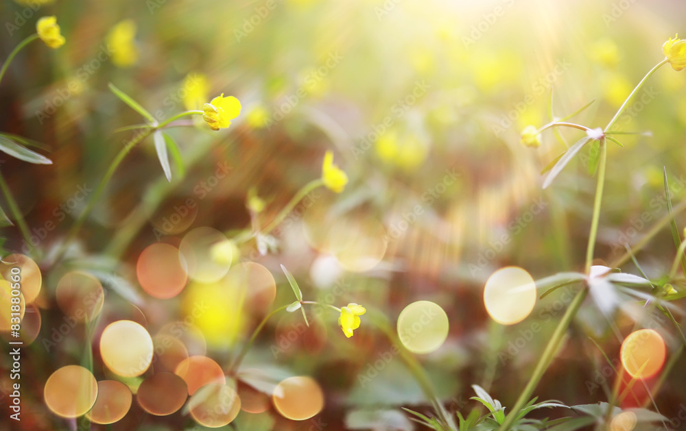 field in sunlight with flowers and plants summer field in sunlight with flowers and plants summer