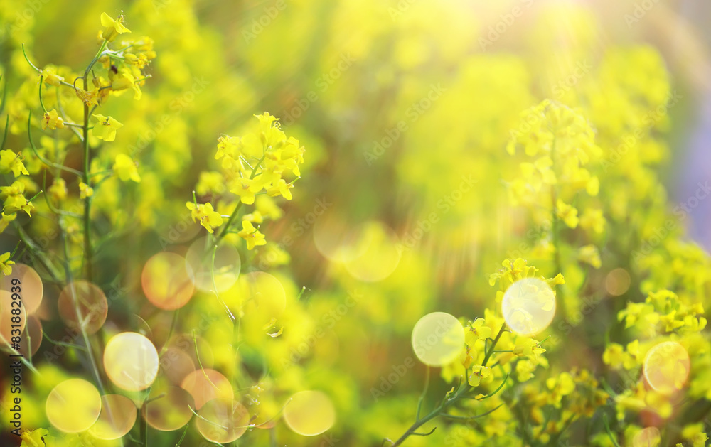 Obraz premium field in sunlight with flowers and plants summer
