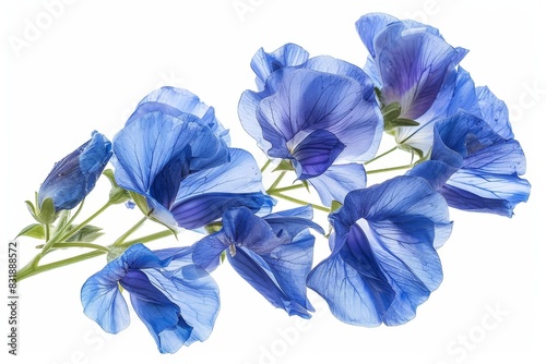 A closeup of a spray of blue sweet pea flowers against a white background.