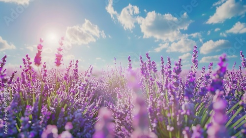 Lilac lavender fields  lavender landscape