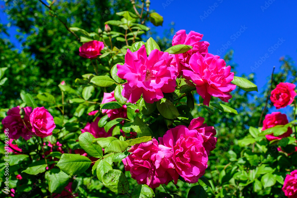 Large green bush with many fresh vivid pink roses and green leaves in a garden in a sunny summer day, beautiful outdoor floral background photographed with soft focus. Large green bush with many fresh vivid pink roses and green leaves in a garden in a sunny summer day, beautiful outdoor floral background photographed with soft focus.
