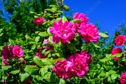 Large green bush with many fresh vivid pink roses and green leaves in a garden in a sunny summer day  beautiful outdoor floral background photographed with soft focus.