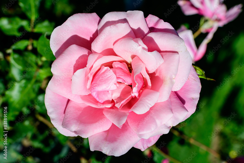 Close up on one delicate fresh vivid pink magenta rose and green leaves in a garden in a sunny summer day, beautiful outdoor floral background photographed with soft focus. Close up on one delicate fresh vivid pink magenta rose and green leaves in a garden in a sunny summer day, beautiful outdoor floral background photographed with soft focus.