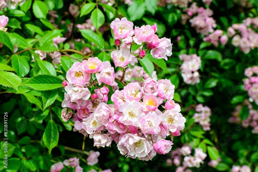 Bush with many delicate white and pink roses in full bloom and green leaves in a garden in a sunny summer day, beautiful outdoor floral background photographed with soft focus.