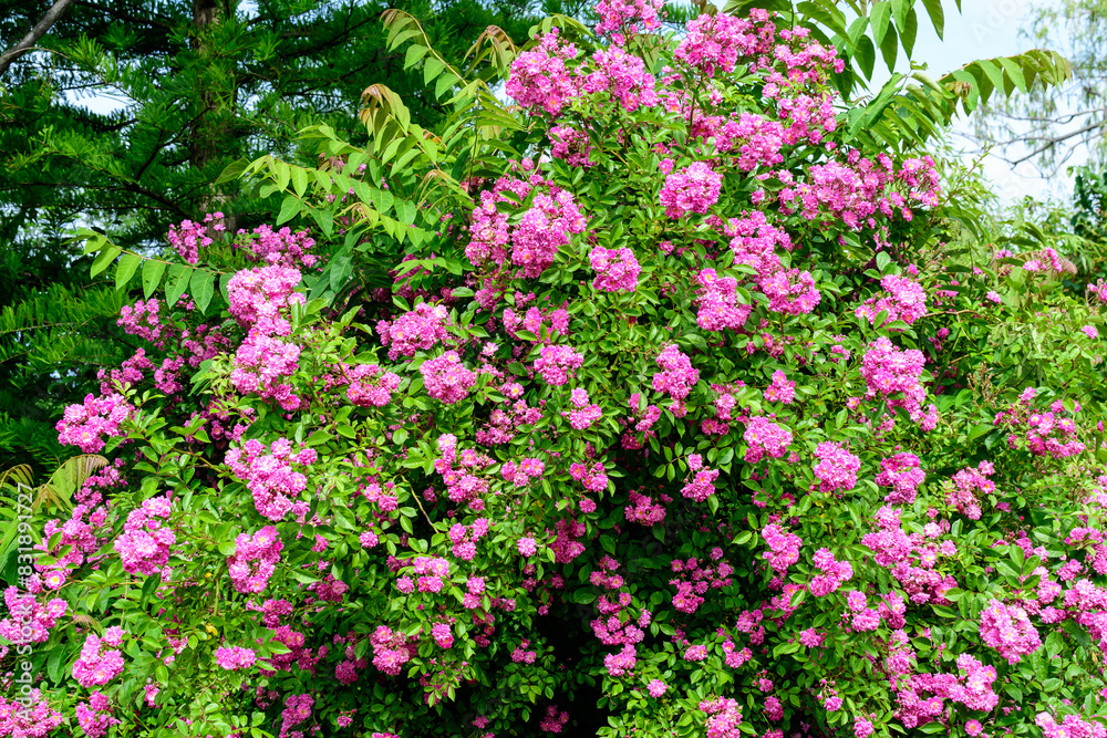 Bush with many delicate vivid pink magenta rose in full bloom and green leaves in a garden in a sunny summer day, beautiful outdoor floral background photographed with soft focus. Bush with many delicate vivid pink magenta rose in full bloom and green leaves in a garden in a sunny summer day, beautiful outdoor floral background photographed with soft focus.