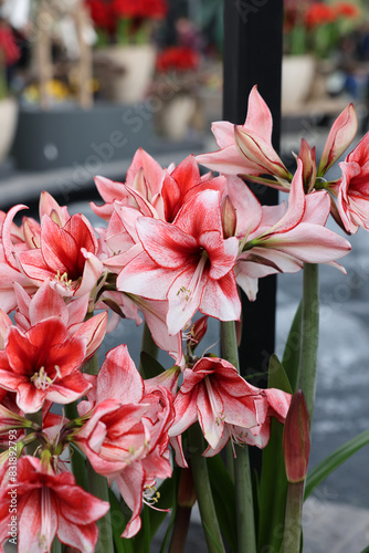 Beautifully blooming red and white amaryllis flowers photo