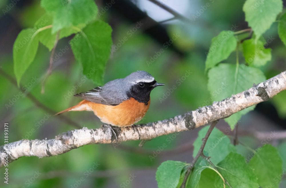 Common redstart, Phoenicurus phoenicurus. A bird sits on a tree branch Common redstart, Phoenicurus phoenicurus. A bird sits on a tree branch