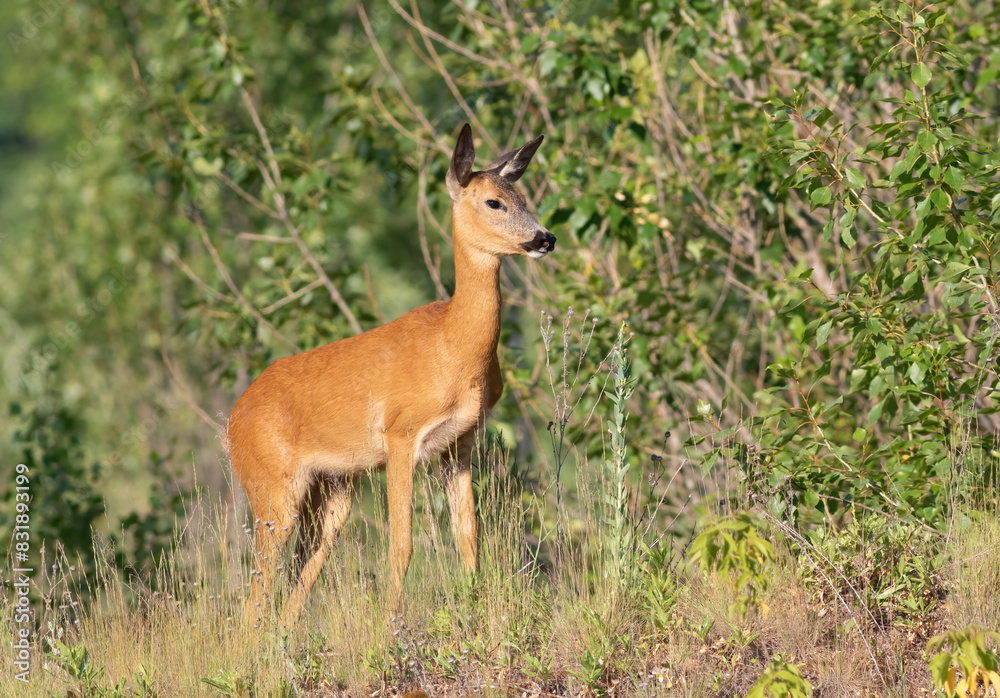 Roe deer, Capreolus capreolus. The animal went out into the meadow in search of food Roe deer, Capreolus capreolus. The animal went out into the meadow in search of food