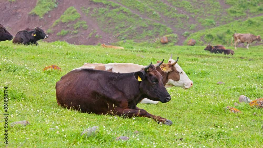dark brown and white spotted cows are laying on green meadow and chewing during spring day drizzle rain. dark brown and white spotted cows are laying on green meadow and chewing during spring day drizzle rain.