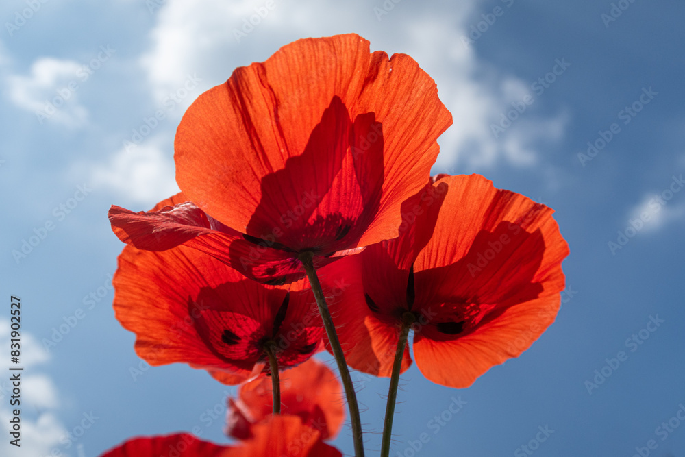 Poppy Papaver