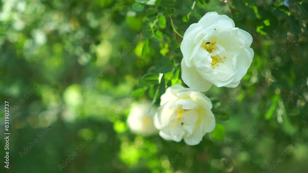tea rose bush with white flowers in close-up, pollinated by insects in the park and botanical garden in summer tea rose bush with white flowers in close-up, pollinated by insects in the park and botanical garden in summer