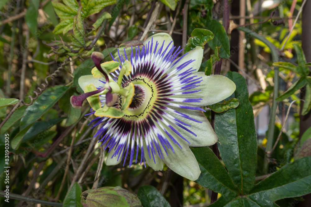 Passiflora Caerulea Passion Flower