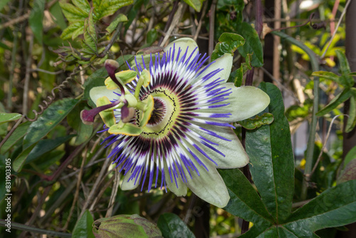 Obraz na płótnie Passiflora Caerulea Passion Flower w salonie