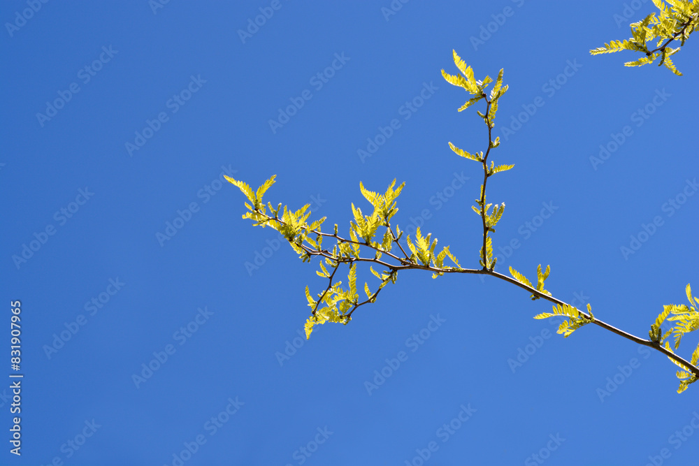 Thornless Honey locust new leaves Thornless Honey locust new leaves