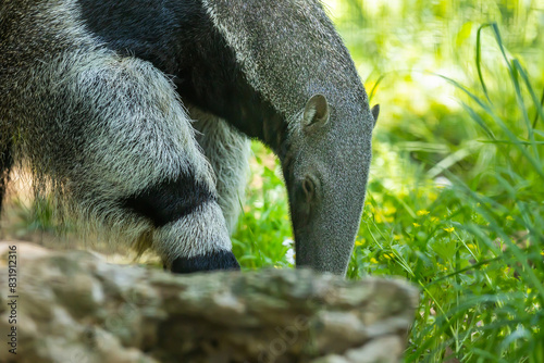 Giant anteater (Myrmecophaga tridactyla), looking for food