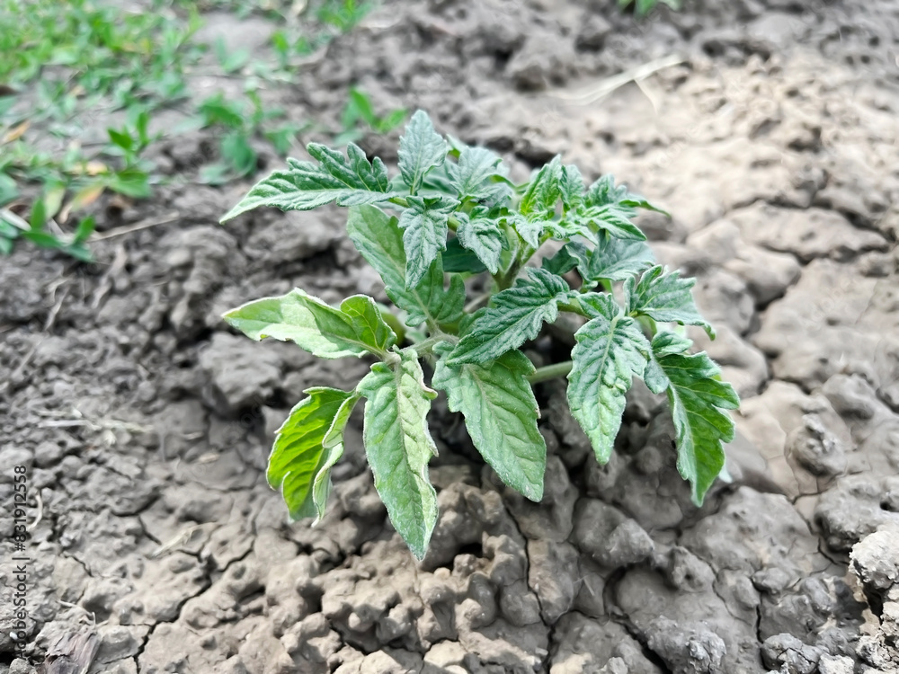 a small tomato bush growing in the garden bed after watering a small tomato bush growing in the garden bed after watering