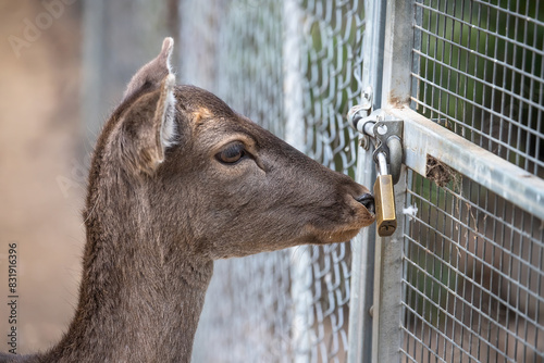 Beautiful brown reddish female deer looks at an iron lock very close, the head is close-up, symbol of captivity  photo