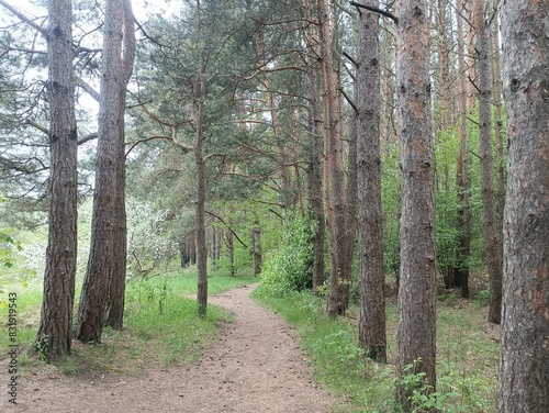 Salduve park during cloudy summer day. Pine and birch tree woodland. Small trees and bushes are growing in forest. Cloudy day. Nature. Salduves parkas.