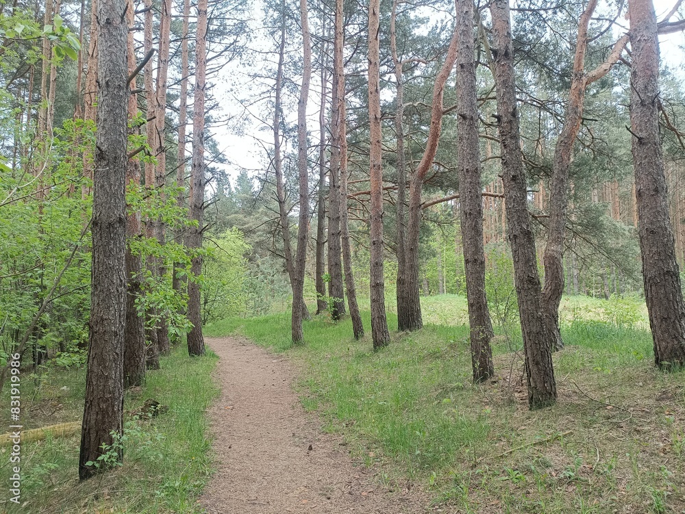 Salduve park during cloudy summer day. Pine and birch tree woodland. Small trees and bushes are growing in forest. Cloudy day. Nature. Salduves parkas. Salduve park during cloudy summer day. Pine and birch tree woodland. Small trees and bushes are growing in forest. Cloudy day. Nature. Salduves parkas.