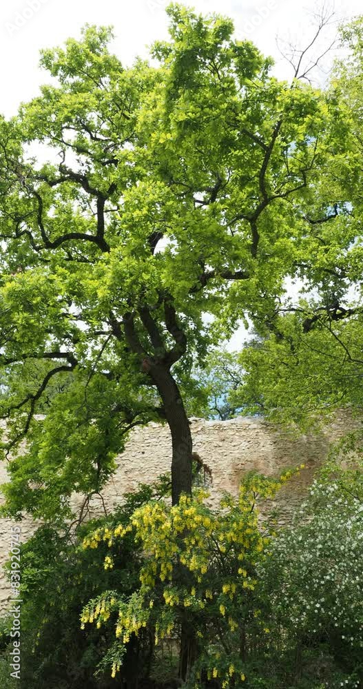 (Laburnum anagyroides) Cytise faux ébénier aux fleurs décoratives pendantes jaune vif et au feuillage vert sur des branches pendantes devant un haut chêne
(Laburnum anagyroides) Cytise faux ébénier aux fleurs décoratives pendantes jaune vif et au feuillage vert sur des branches pendantes devant un haut chêne