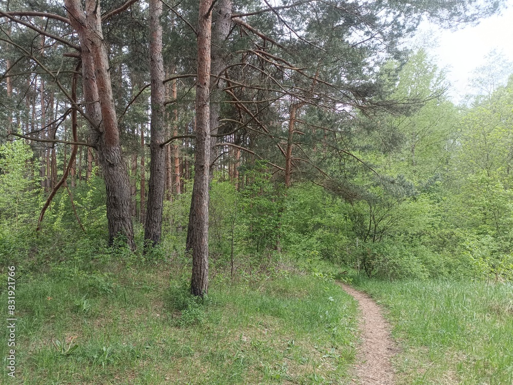 Salduve park during cloudy summer day. Pine and birch tree woodland. Small trees and bushes are growing in forest. Cloudy day. Nature. Salduves parkas. Salduve park during cloudy summer day. Pine and birch tree woodland. Small trees and bushes are growing in forest. Cloudy day. Nature. Salduves parkas.