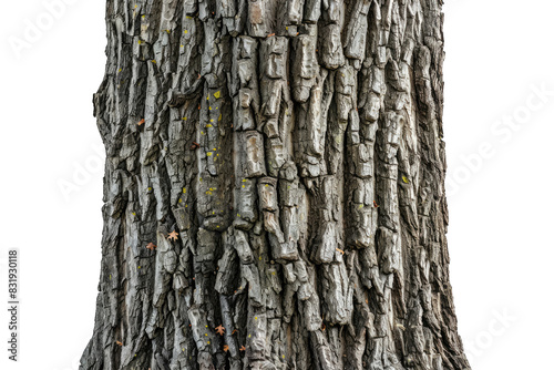 Close-up of a textured tree bark with intricate patterns and natural details, perfect for nature and outdoor themes.