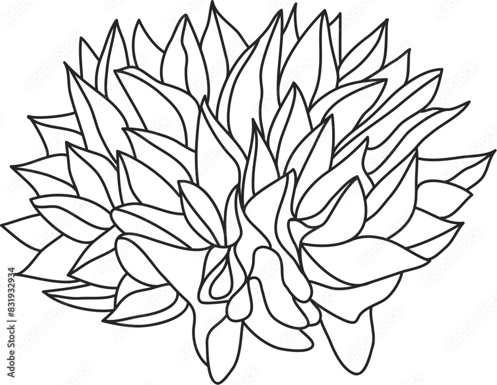 Coloring beautiful houseleek Coloring beautiful houseleek
