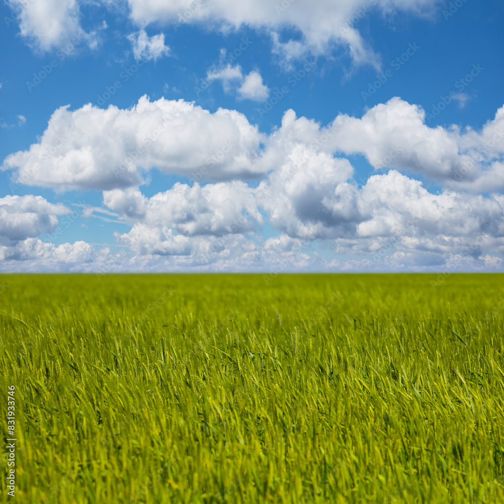 green wheat field under a cloudy sky, summer rural agricultural scene green wheat field under a cloudy sky, summer rural agricultural scene