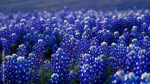 blue hyacinth flower photo