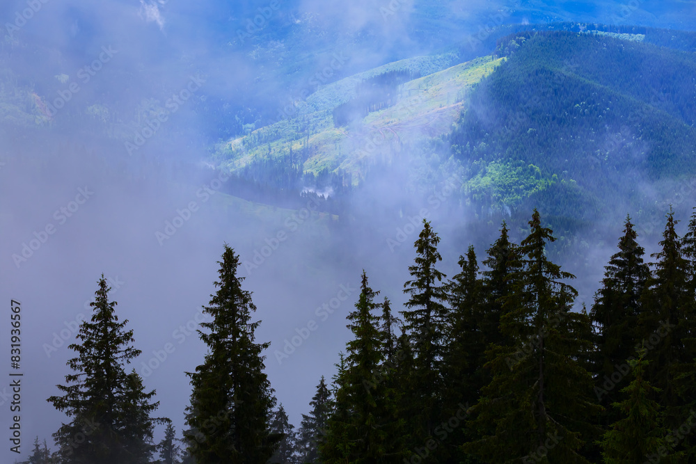 fir tree forest silhouette in misty mountain valley fir tree forest silhouette in misty mountain valley