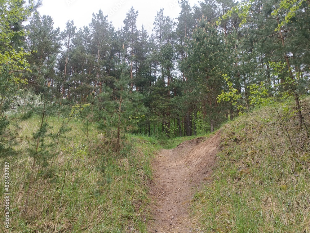 Salduve park during cloudy summer day. Pine and birch tree woodland. Small trees and bushes are growing in forest. Cloudy day. Nature. Salduves parkas. Salduve park during cloudy summer day. Pine and birch tree woodland. Small trees and bushes are growing in forest. Cloudy day. Nature. Salduves parkas.