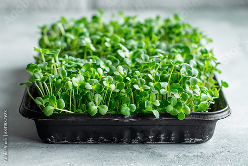  microgreens in a tray on a white isolated background