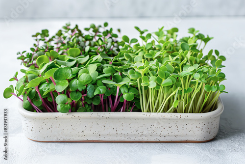 microgreens in a tray on a white isolated background