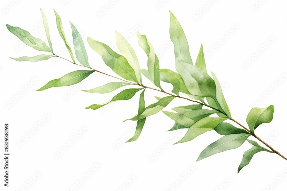 A watercolor of a myrica leaf A watercolor of a myrica leaf