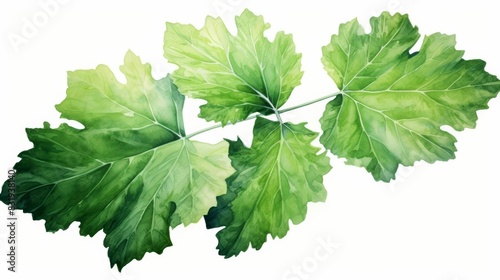 A watercolor of a mulberry leaf