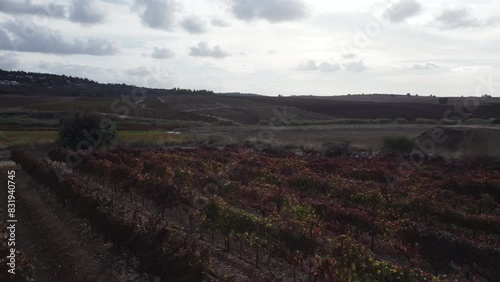 Aerial video over a vineyard on a sunny day in latrun , Israel photo