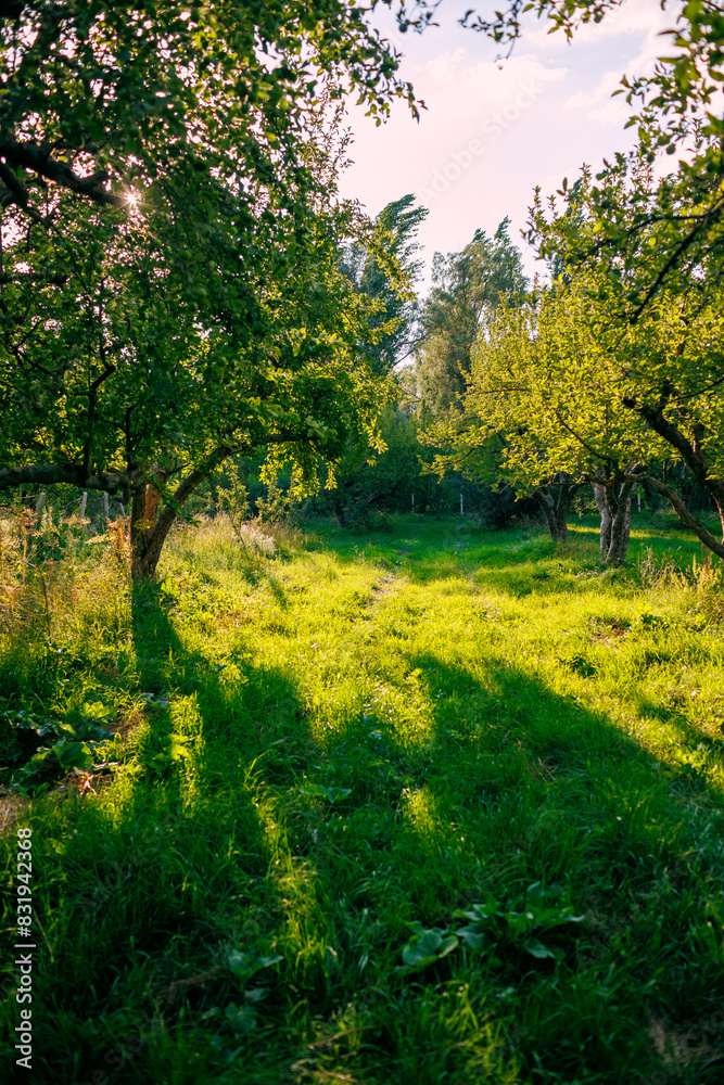 apple orchard. garden with green apple trees. apple orchard. garden with green apple trees.