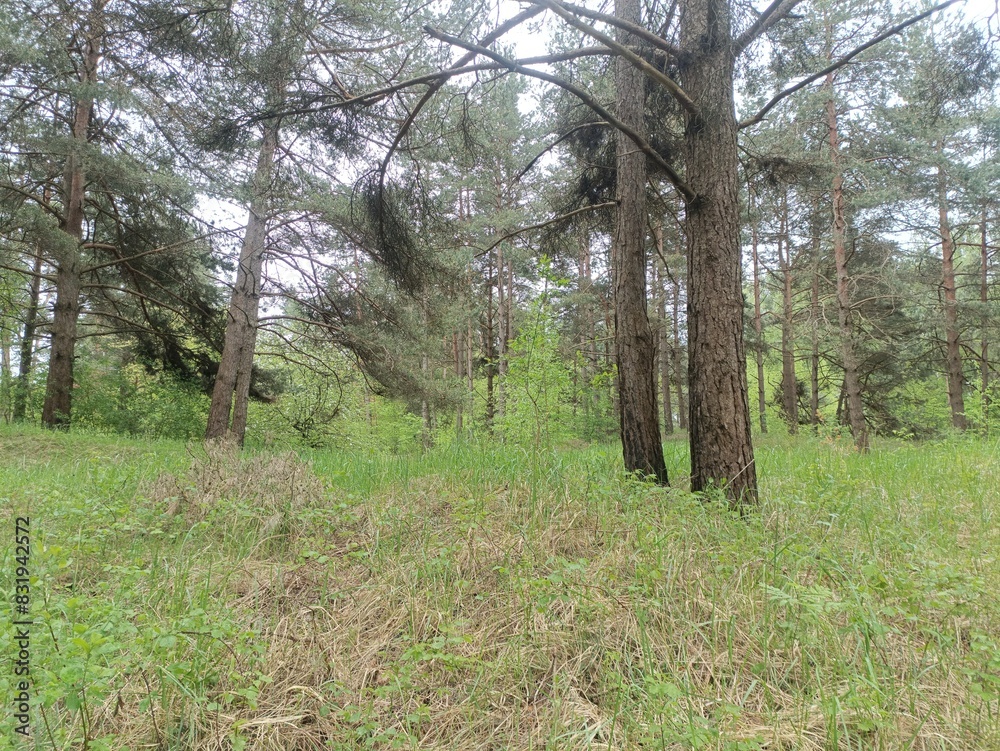 Salduve park during cloudy summer day. Pine and birch tree woodland. Small trees and bushes are growing in forest. Cloudy day. Nature. Salduves parkas. Salduve park during cloudy summer day. Pine and birch tree woodland. Small trees and bushes are growing in forest. Cloudy day. Nature. Salduves parkas.
